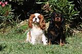 CAVALIER KING CHARLES 601